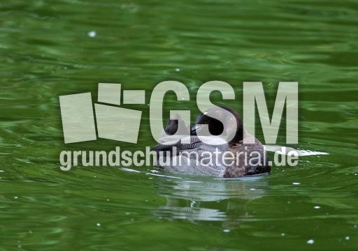 Bergente (9 von 12).jpg